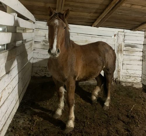 Фото Управления Россельхознадзора по Хакасии и Туве